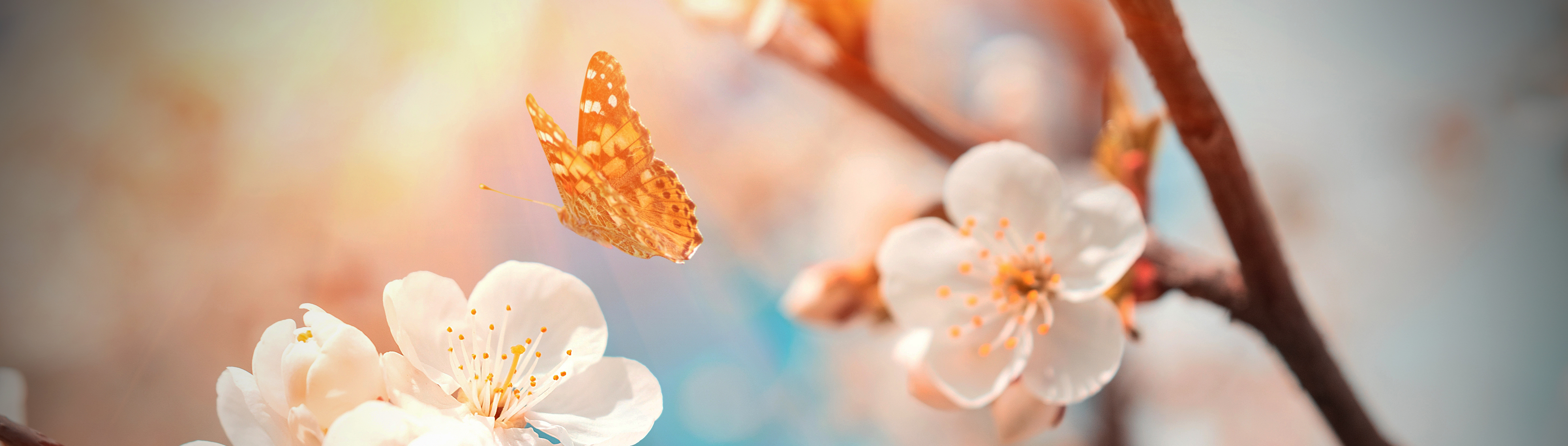 A butterfly flying around a blooming tree